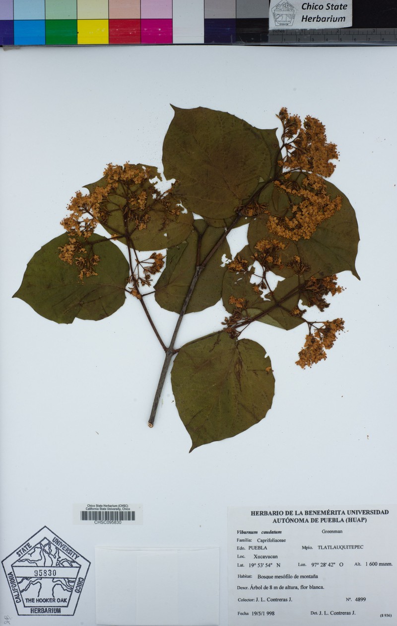 Viburnum caudatum photo 3