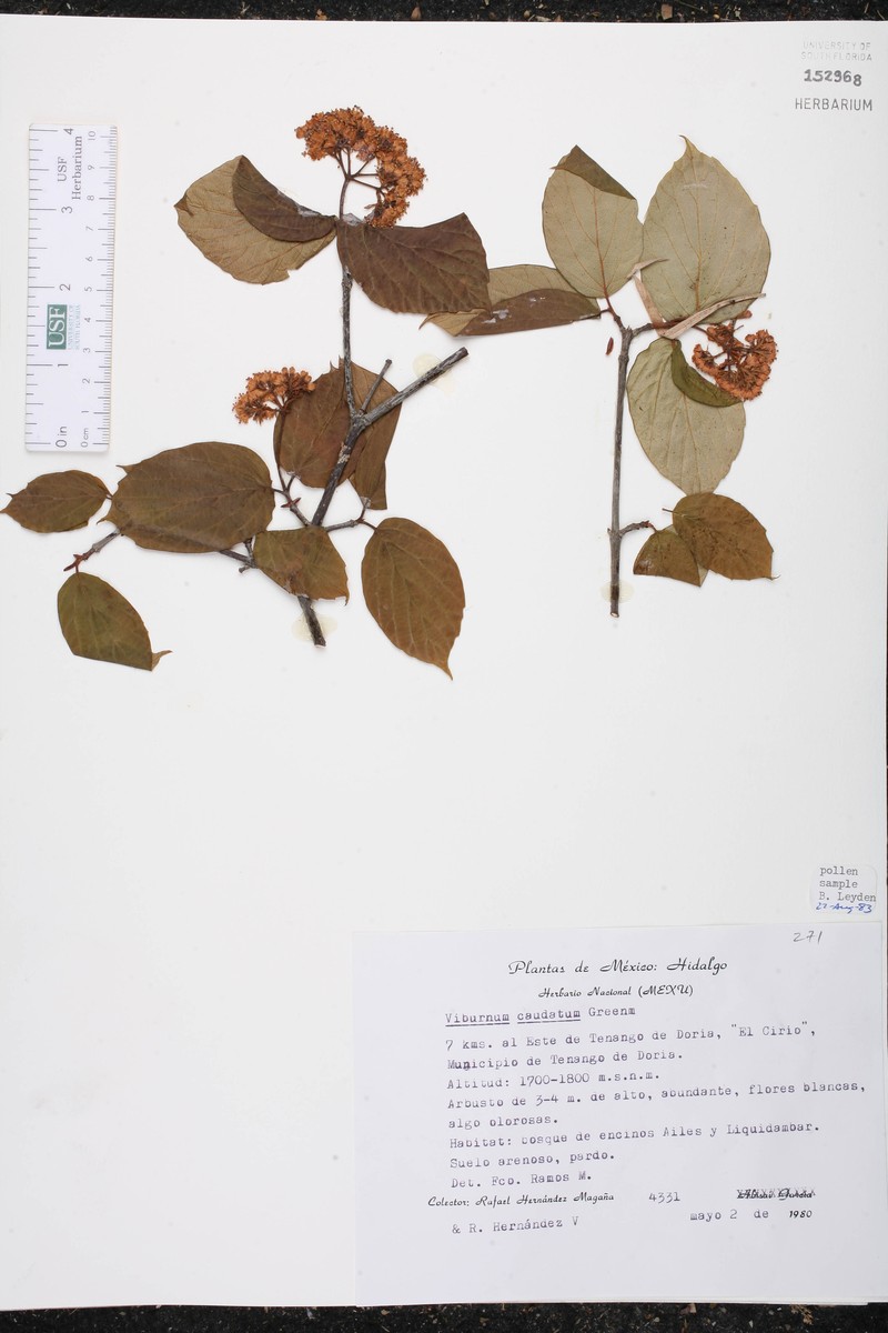 Viburnum caudatum photo 4