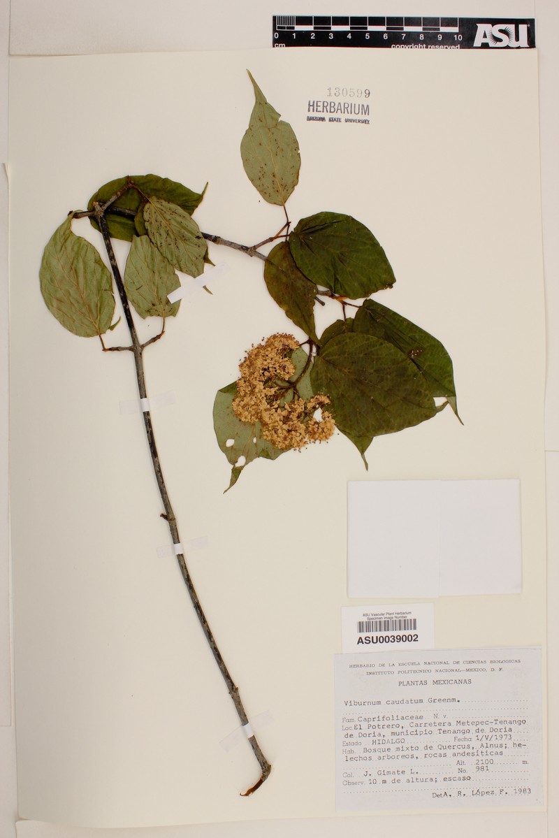 Viburnum caudatum photo 5