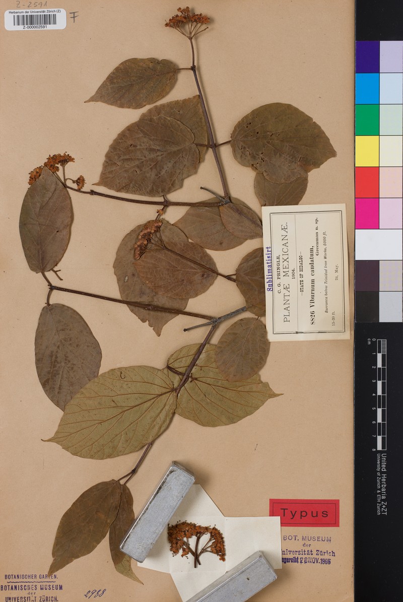 Viburnum caudatum photo 6