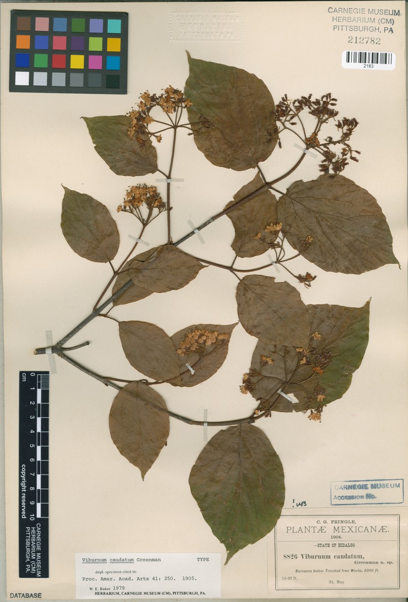 Viburnum caudatum photo 7