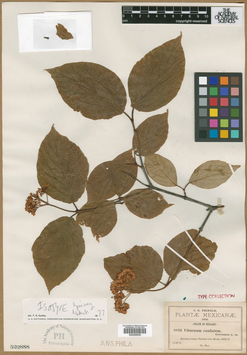 Viburnum caudatum photo 8