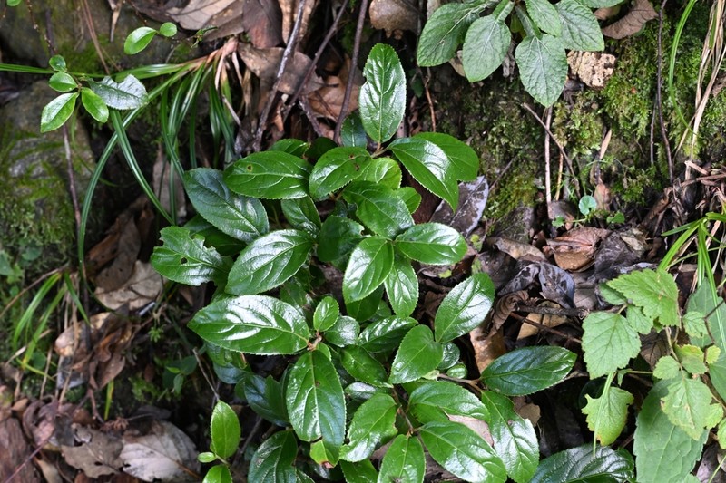Viburnum chingii