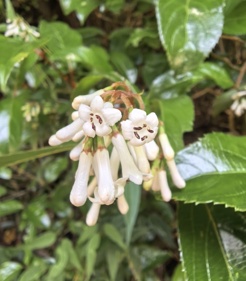Viburnum chingii photo 2