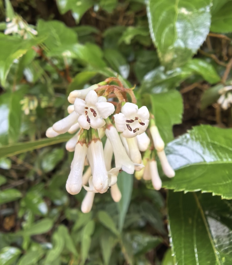 Viburnum chingii photo 3