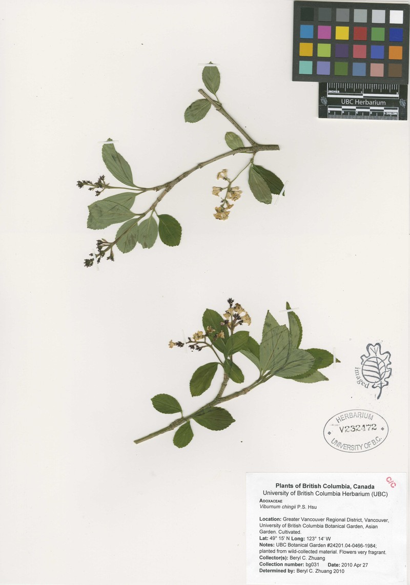 Viburnum chingii photo 4