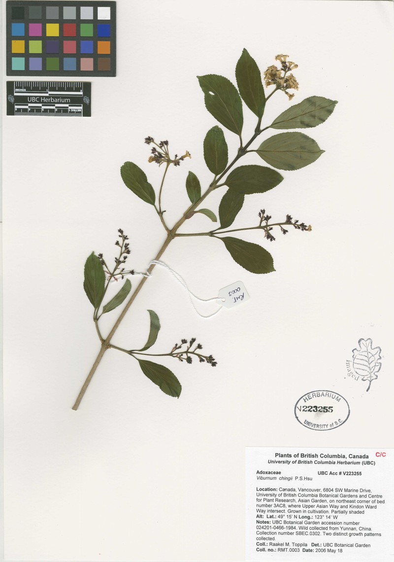 Viburnum chingii photo 5