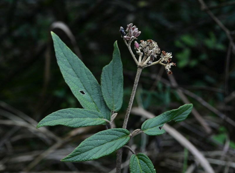 Viburnum chinshanense