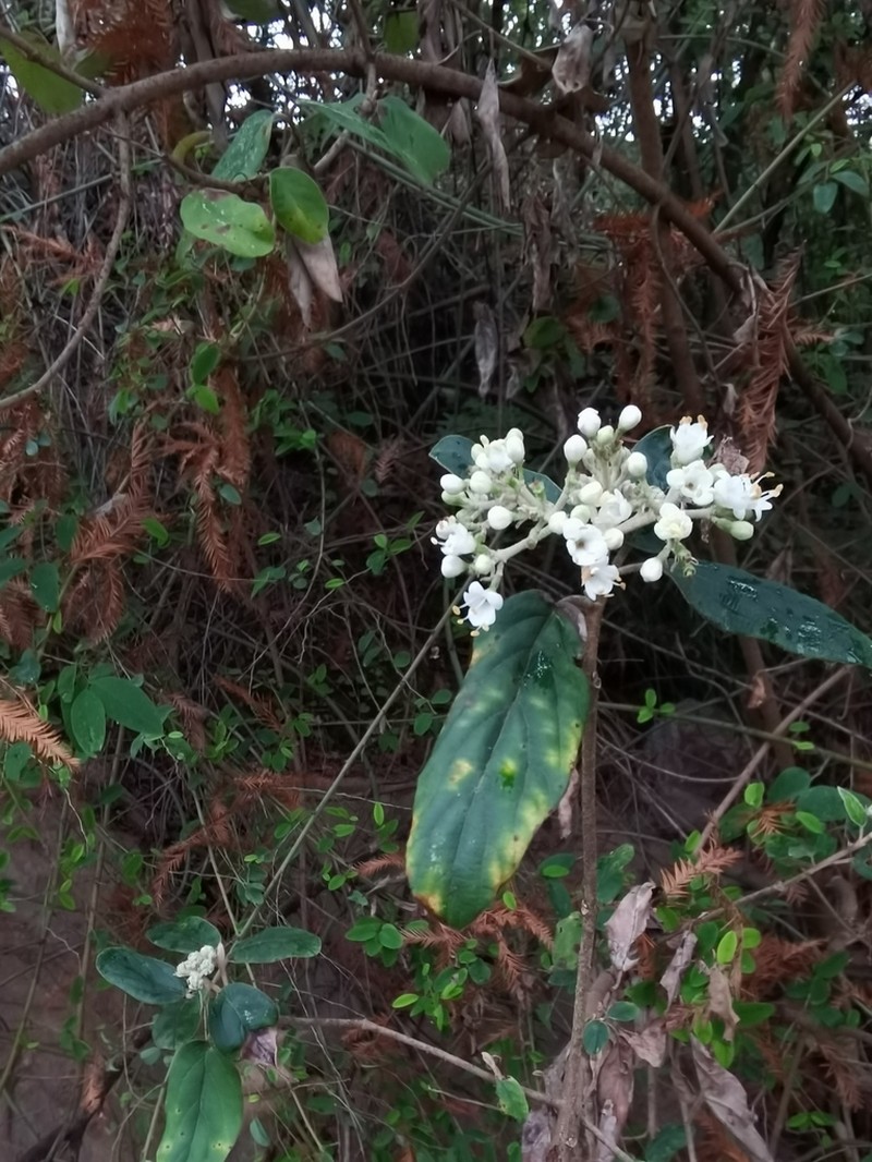 Viburnum chinshanense photo 2