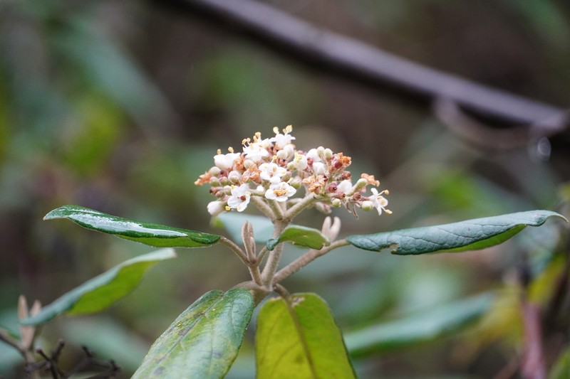 Viburnum chinshanense photo 3