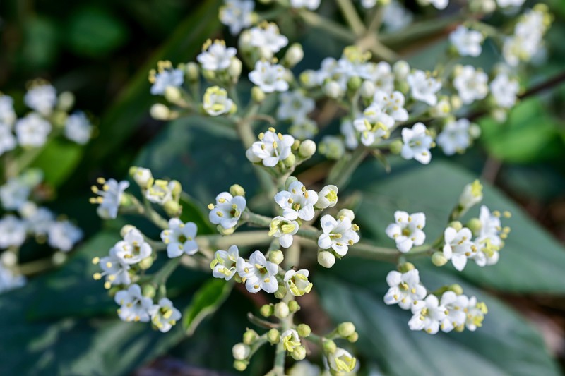 Viburnum chinshanense photo 4