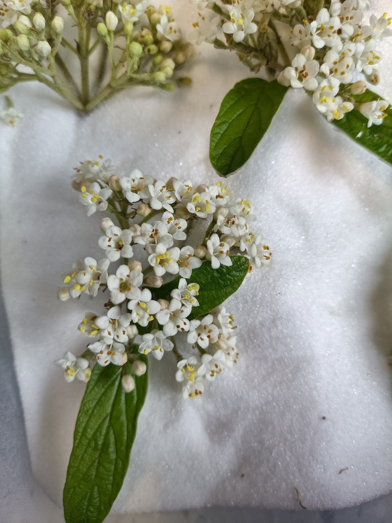 Viburnum chinshanense photo 5