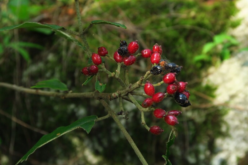 Viburnum chinshanense photo 6