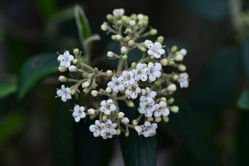 Viburnum chinshanense photo 7