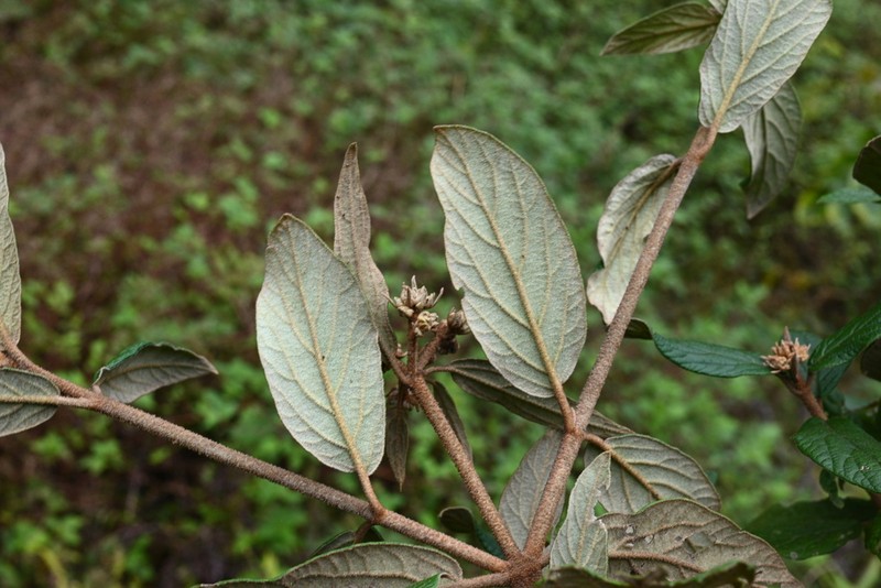 Viburnum chinshanense photo 8