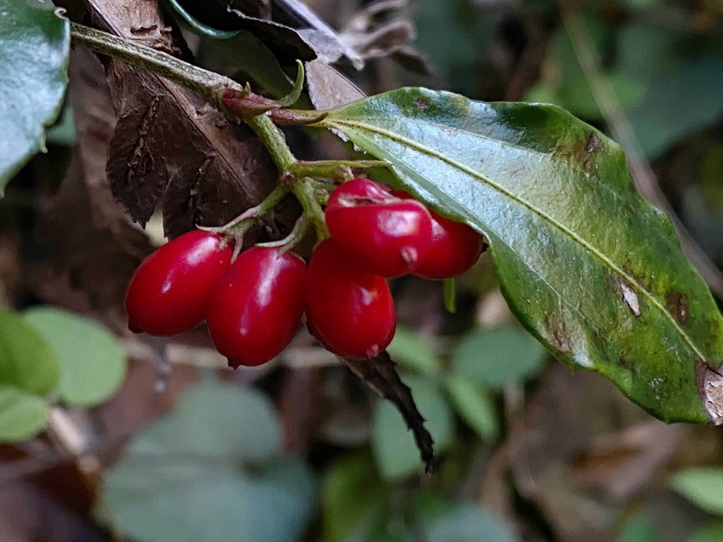 Viburnum chunii