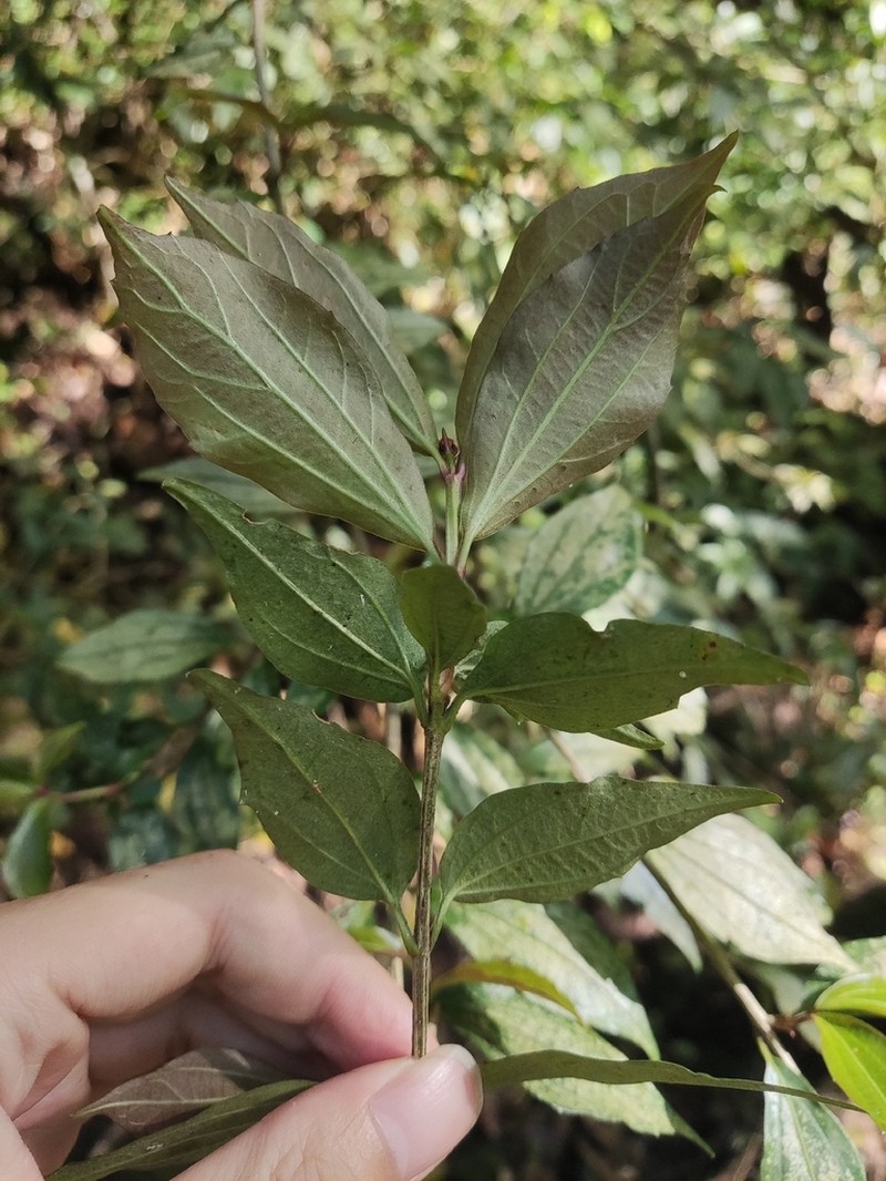 Viburnum chunii photo 2