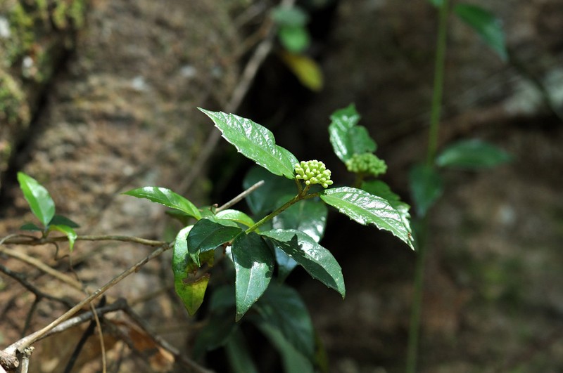 Viburnum chunii photo 3