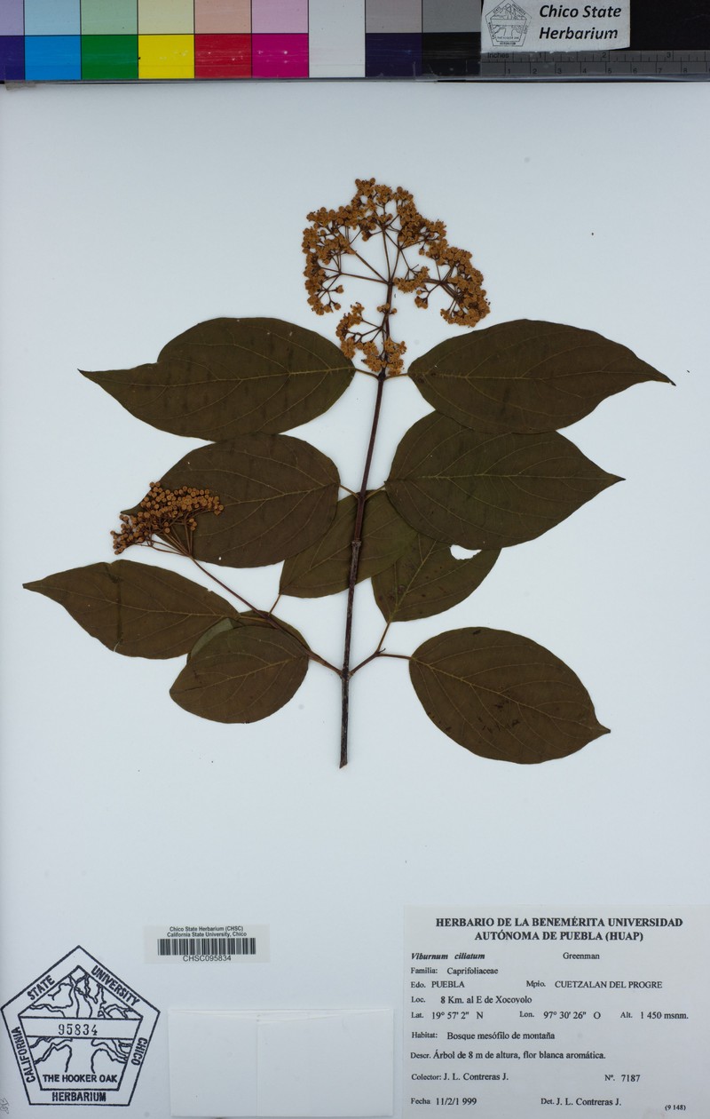 Viburnum ciliatum