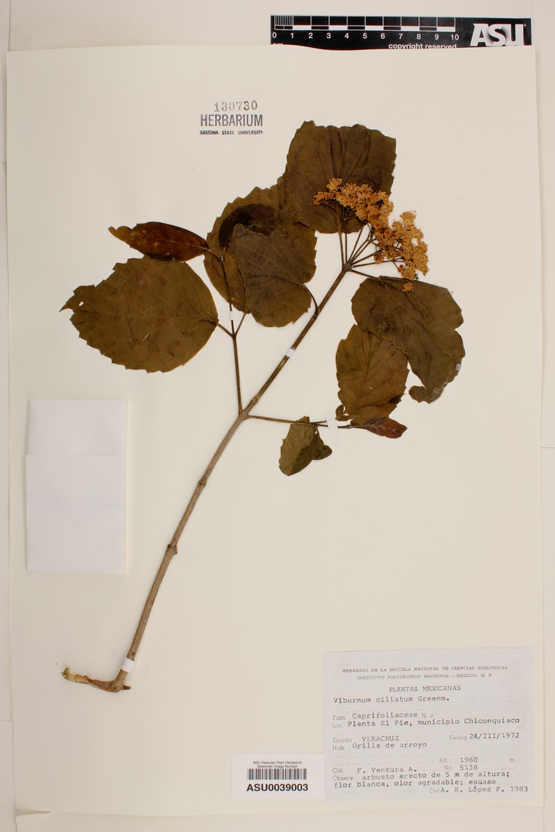 Viburnum ciliatum photo 2