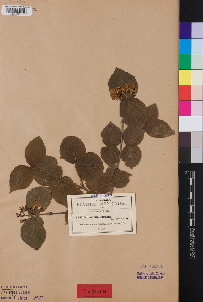 Viburnum ciliatum photo 3