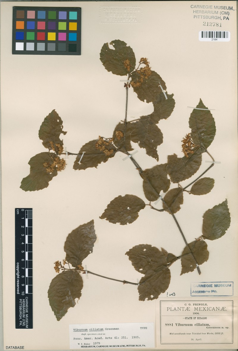 Viburnum ciliatum photo 4