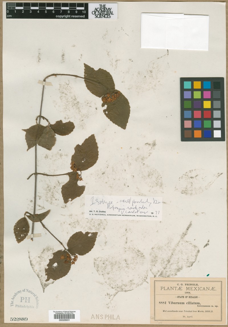 Viburnum ciliatum photo 5