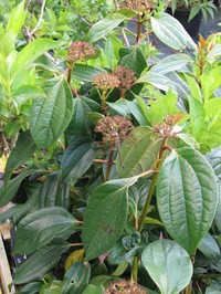 Viburnum cinnamomifolium