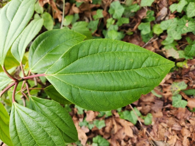 Viburnum cinnamomifolium photo 2