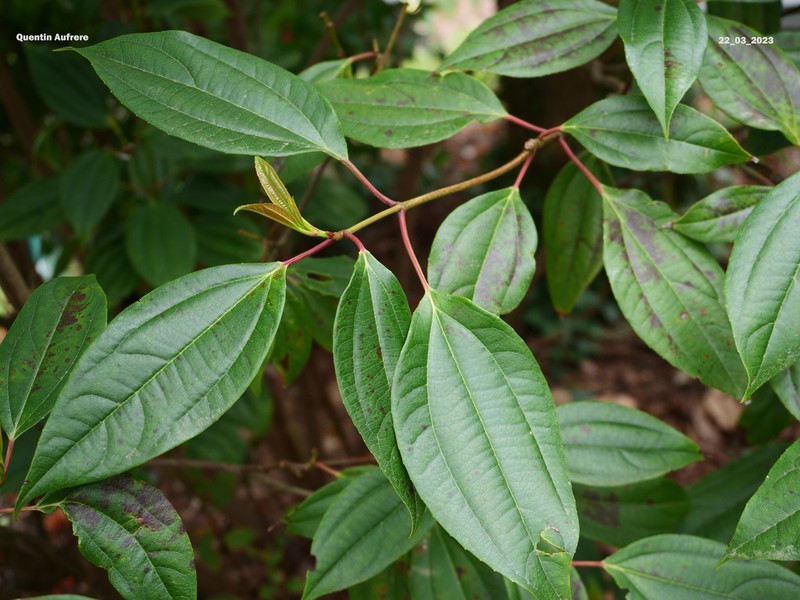 Viburnum cinnamomifolium photo 3