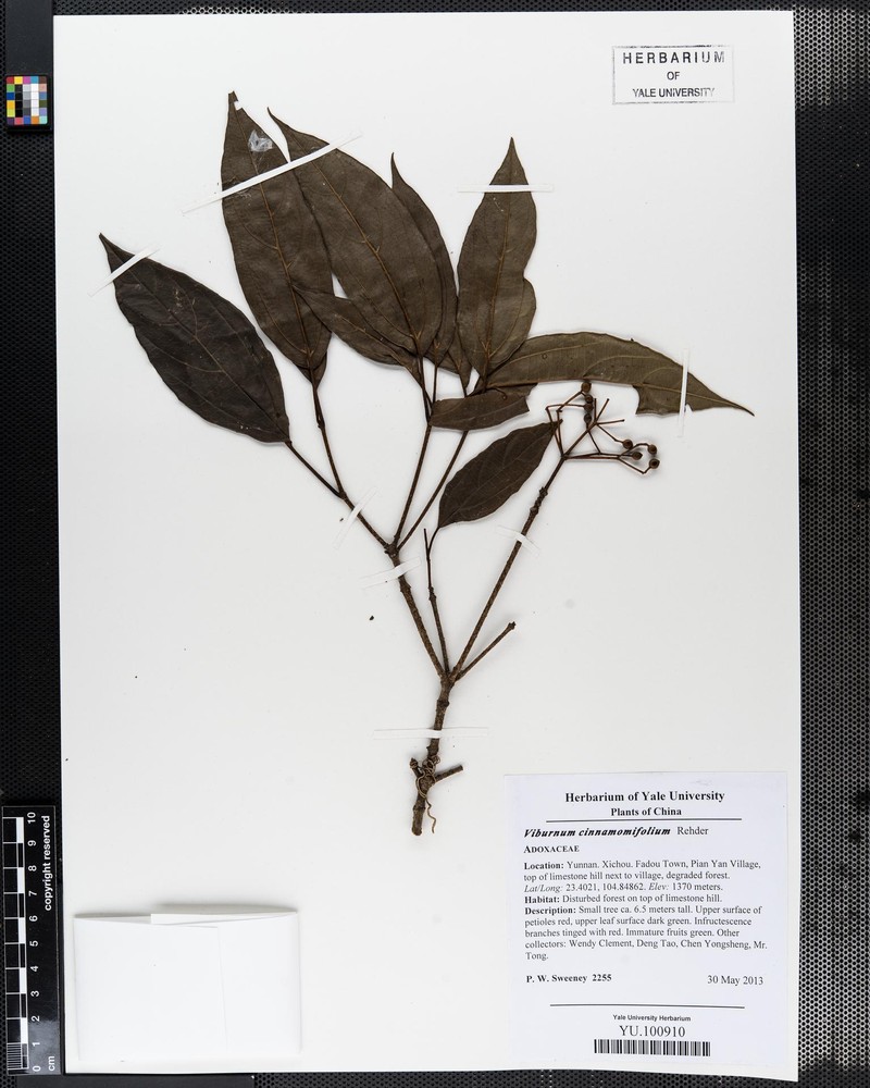 Viburnum cinnamomifolium photo 4