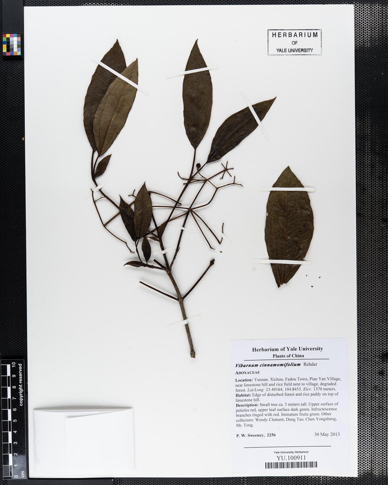 Viburnum cinnamomifolium photo 5