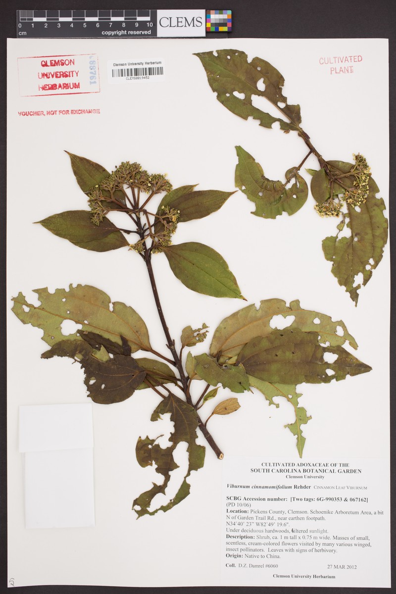 Viburnum cinnamomifolium photo 6