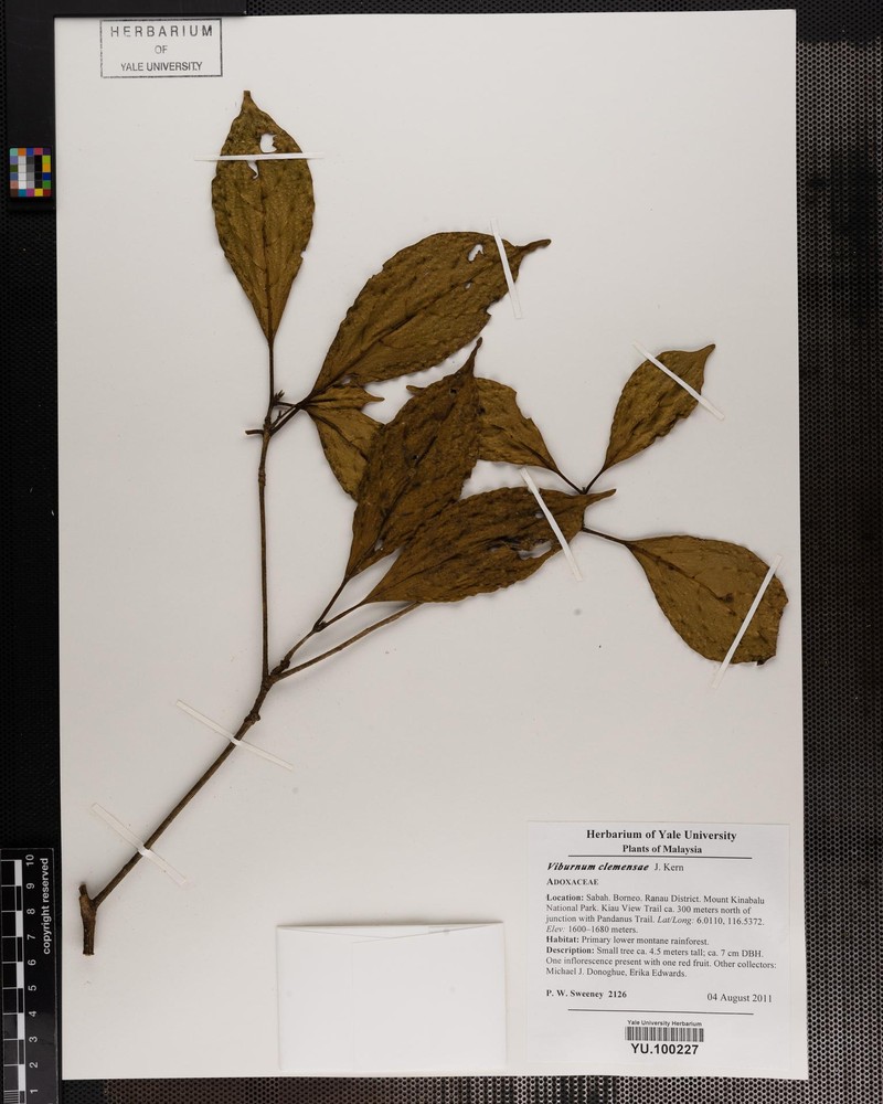 Viburnum clemensiae photo 2