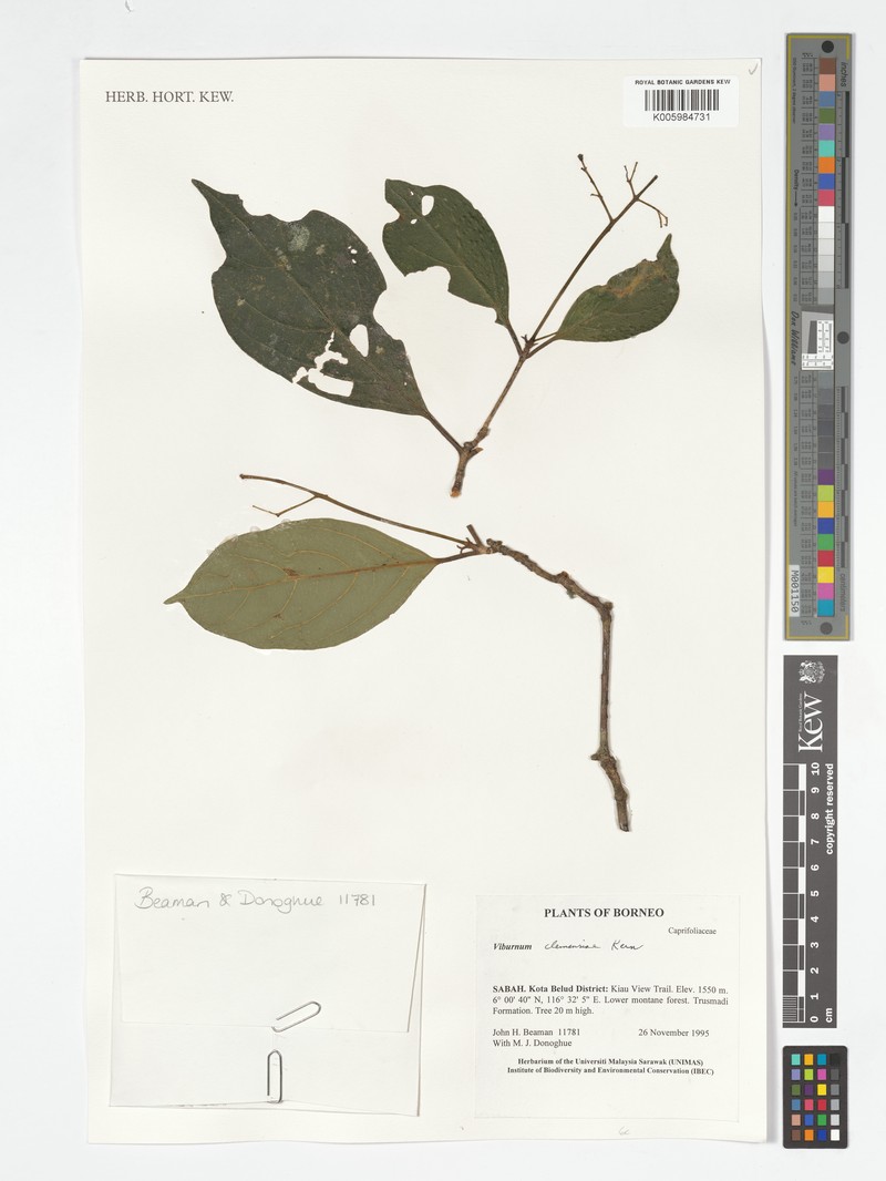 Viburnum clemensiae photo 3