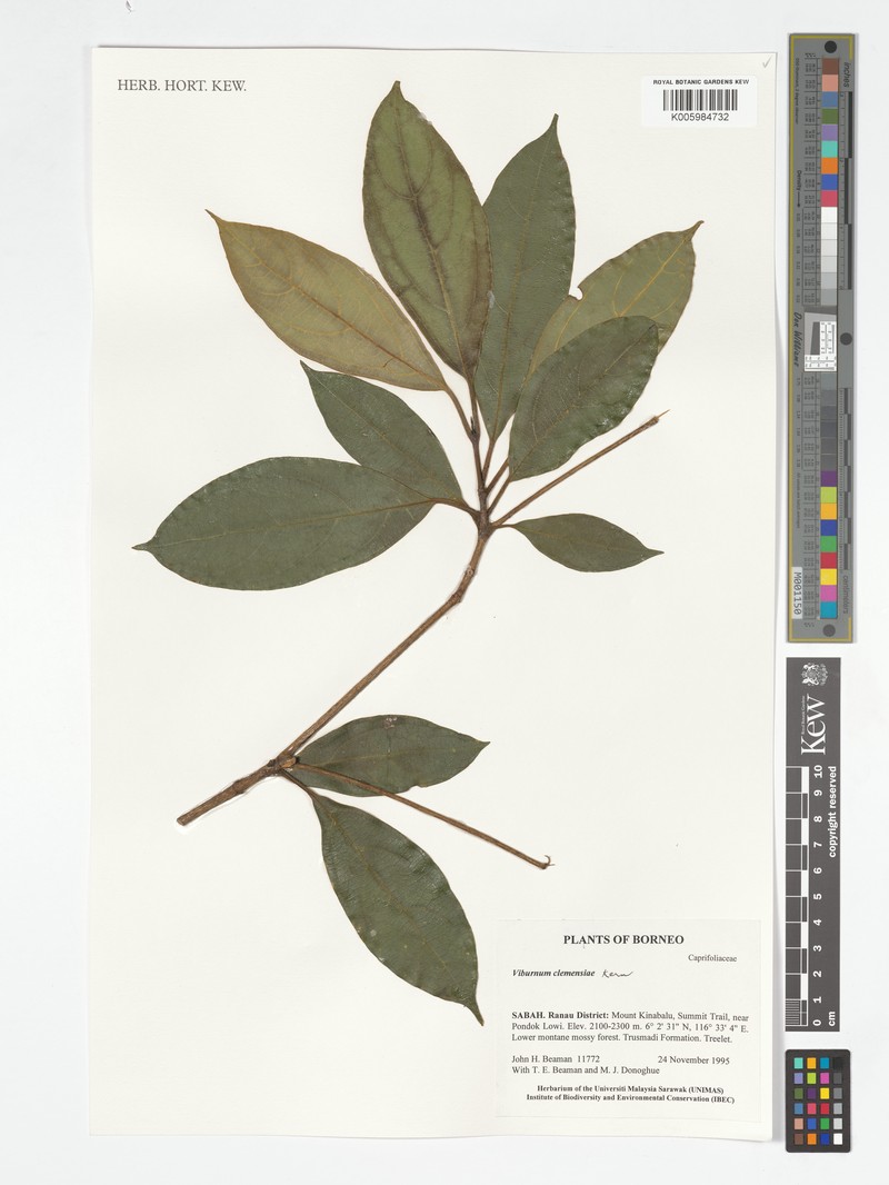Viburnum clemensiae photo 4