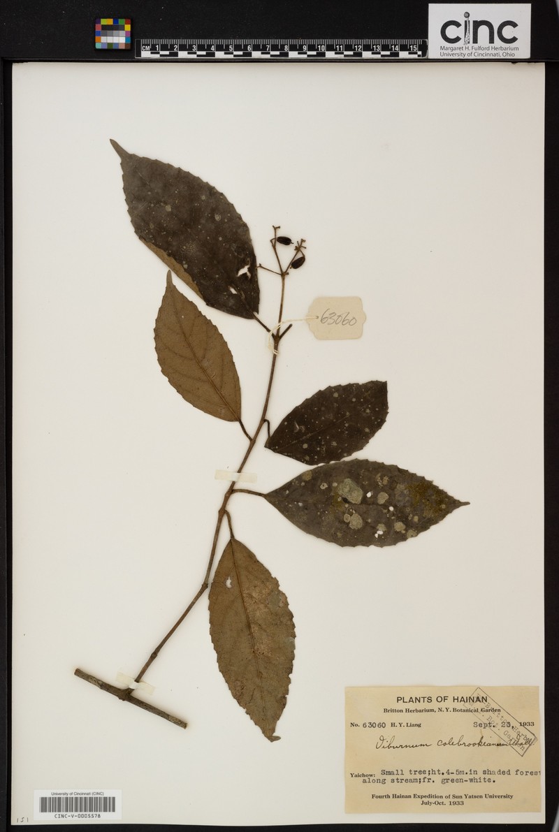 Viburnum colebrookeanum photo 2