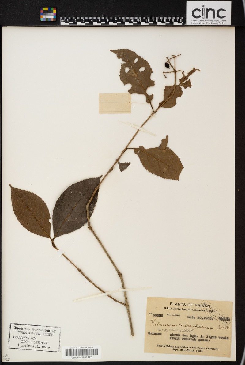 Viburnum colebrookeanum photo 3