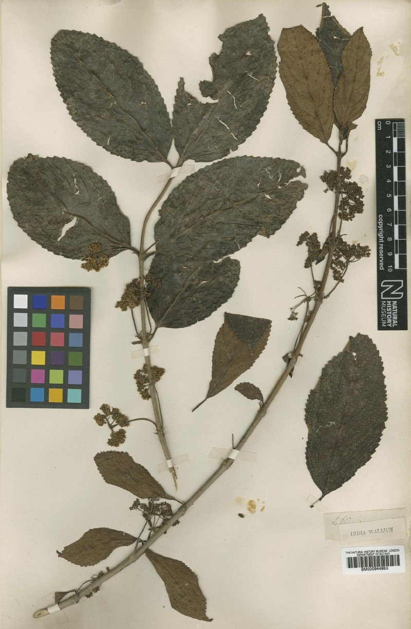 Viburnum colebrookeanum photo 4