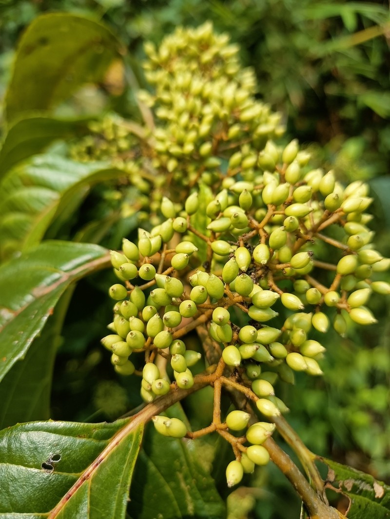 Viburnum colebrookeanum