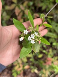 Viburnum congestum