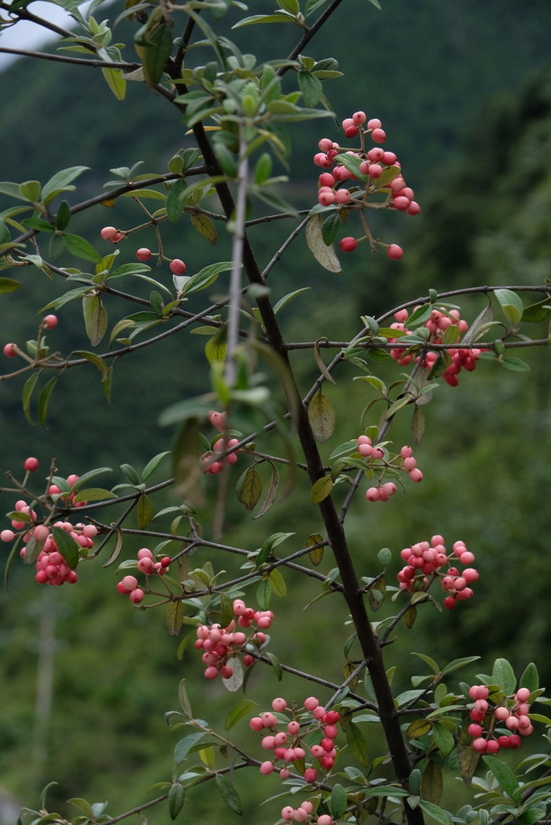 Viburnum congestum photo 2