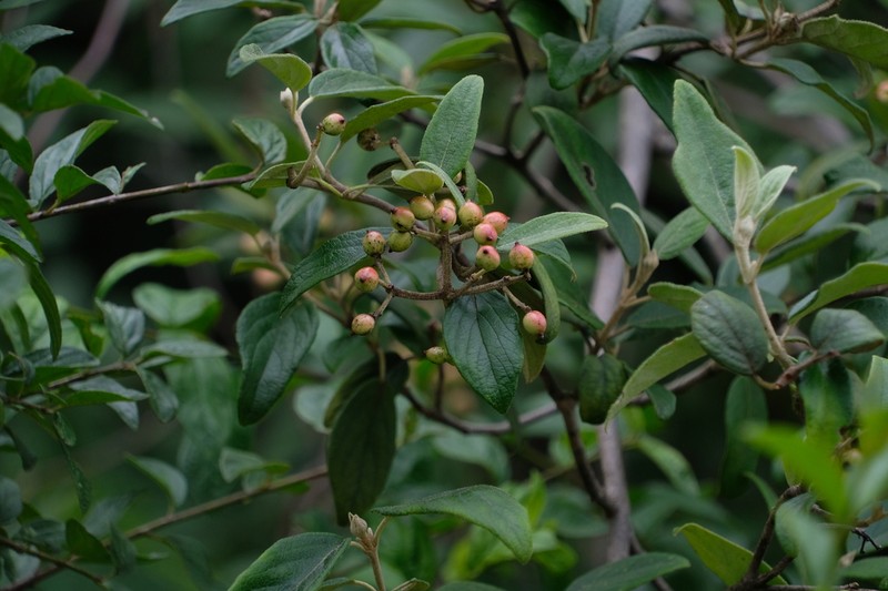 Viburnum congestum photo 3