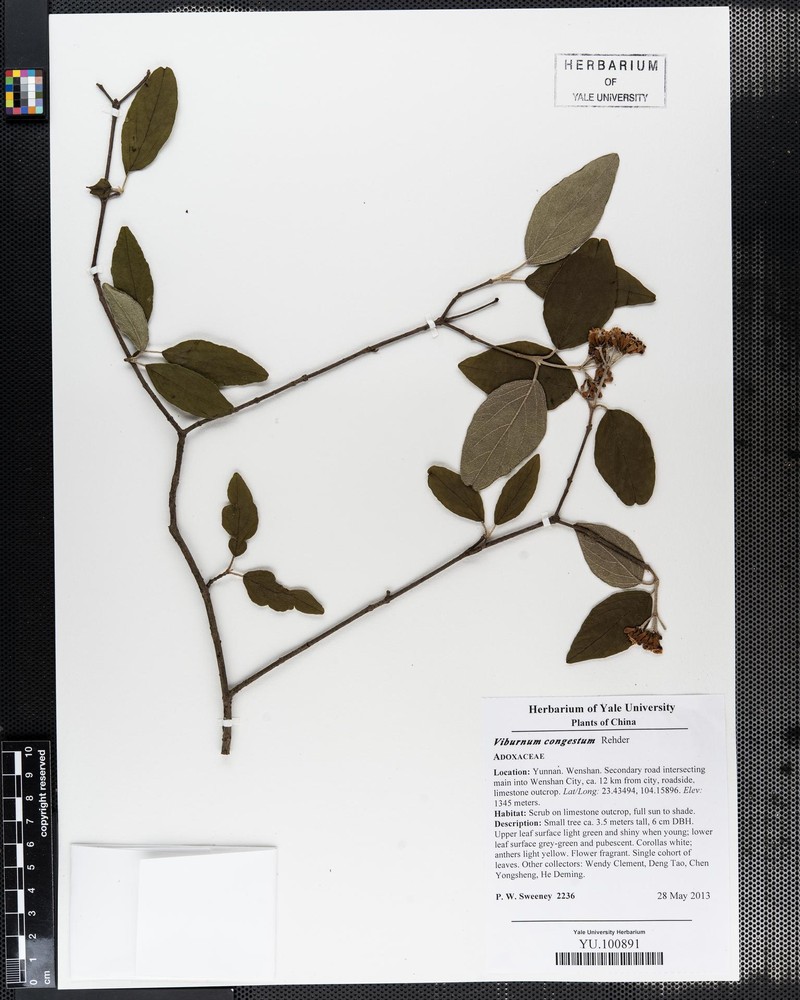 Viburnum congestum photo 4