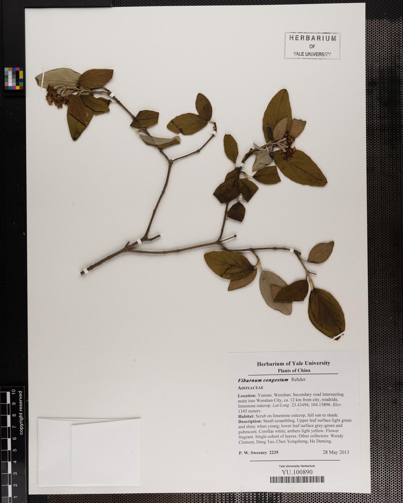 Viburnum congestum photo 5