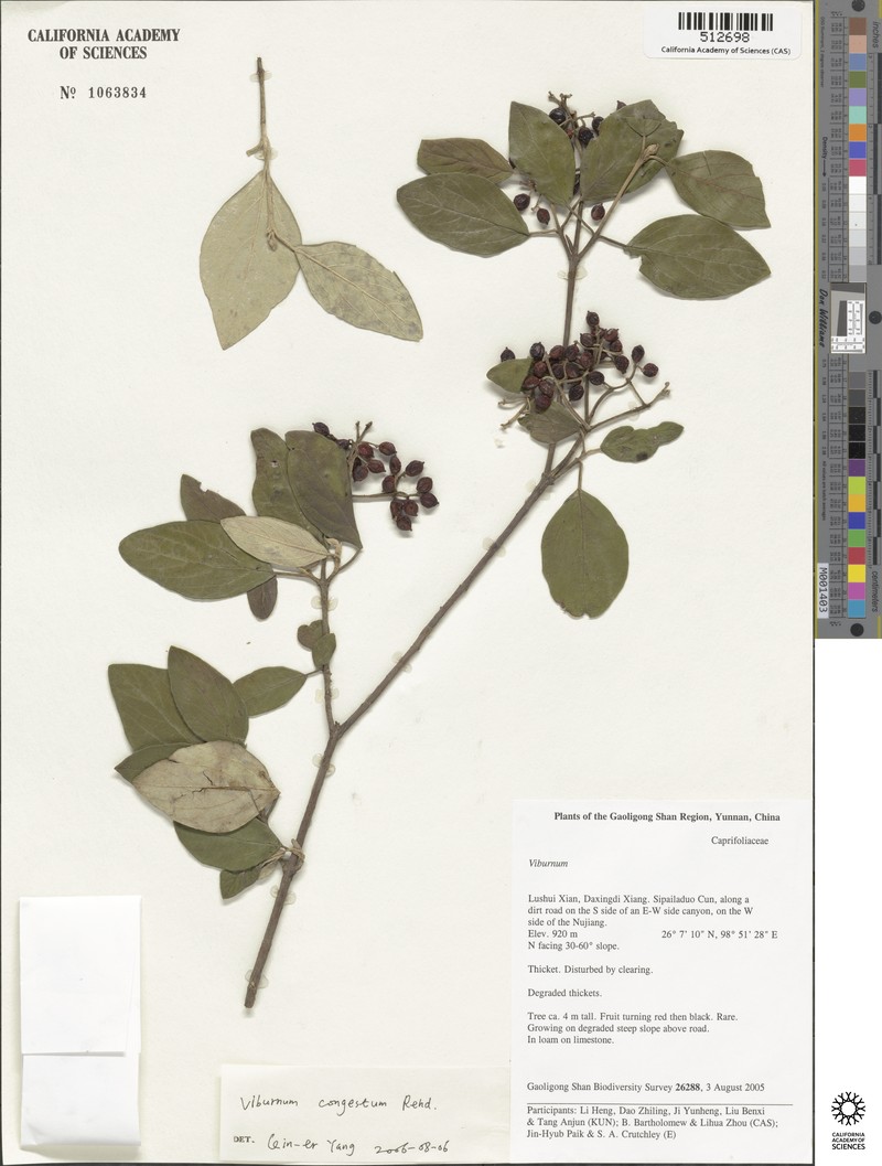Viburnum congestum photo 6