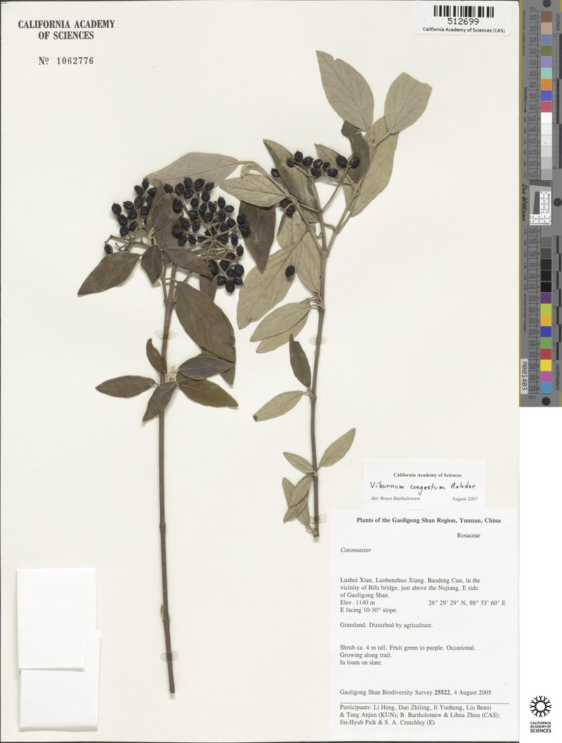 Viburnum congestum photo 8