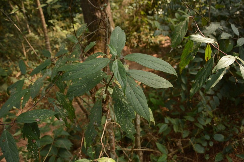 Viburnum coriaceum