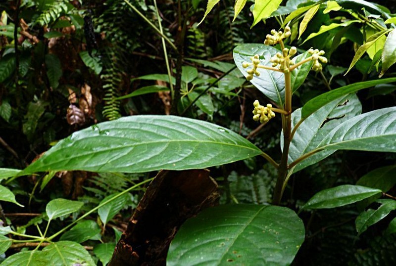 Viburnum coriaceum photo 3