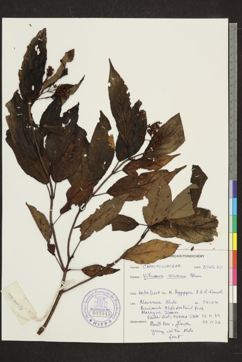 Viburnum coriaceum photo 5